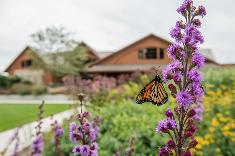 A butterfly on some purple flowers with the McCrory Gardens visitor Center in the background.